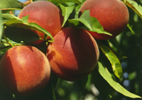 Pesche di Verona IGP