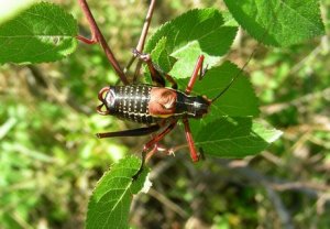 Cavalletta nera (Barbitistes vicetinus)