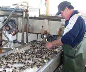 visita stabilimento vongole veraci