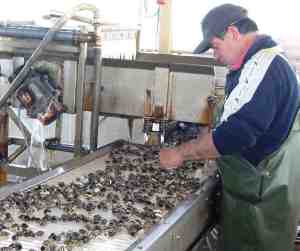 visita stabilimento vongole veraci