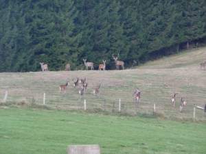 I cervi in Cansiglio (foto Mirka Cameran Schweiger)