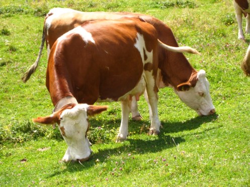 Mucche_al_pascolo