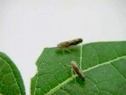 3943_comunicazioneInsetti2