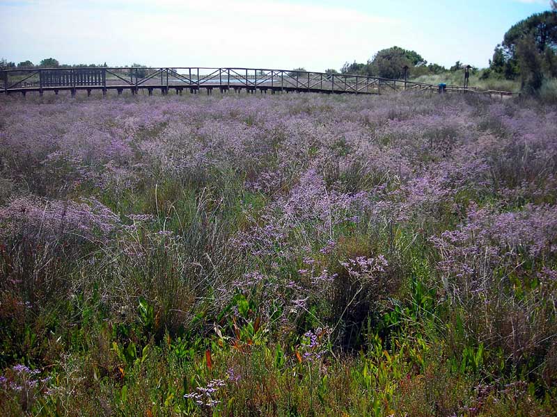Limonium.Orto.Botanico-800
