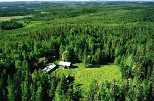 foresta scandinava