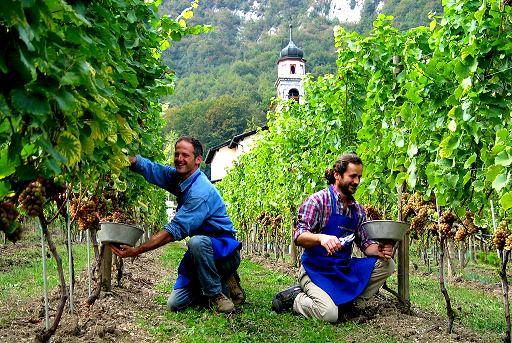 vendemmia
