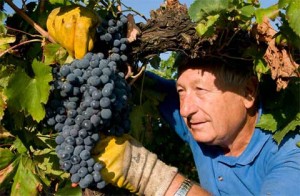 vendemmia-2011-umberto-cesari-300x196