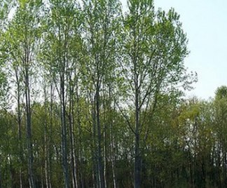 Alberi_frangivento_324x268