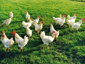 galline che razzolano