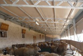 Alpago (BL), allevamento pecora alpagota