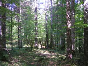 Cansiglio faggeta x web