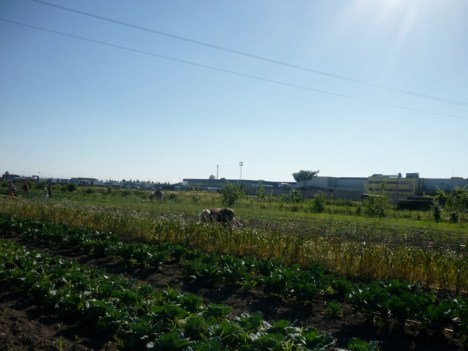 Mirka tra gli ortaggi