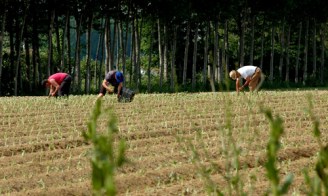 piant_patata-americana-500-JPEG