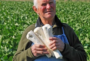 Foto Opo Veneto, produttore rafano