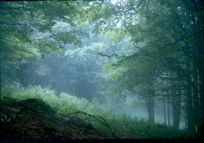 Cansiglio Sottobosco x web