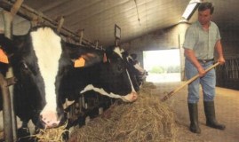 mucche_allevatori