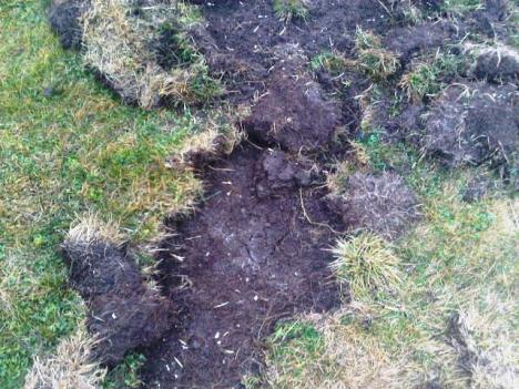 Terreno rovinato dai cinghiali in Lessinia IMG00617-20121127-1139 (1)