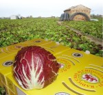 Campi e confezione Radicchio di Chioggia Igp