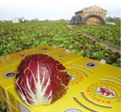 Campi e confezione Radicchio di Chioggia Igp