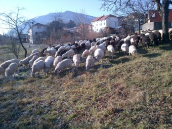 Puos d'Alpago-20121212-00410