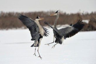 Aironi_lotta sulla neve cenerini