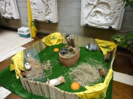 Animali testimonial a Venezia per agricoltura sociale