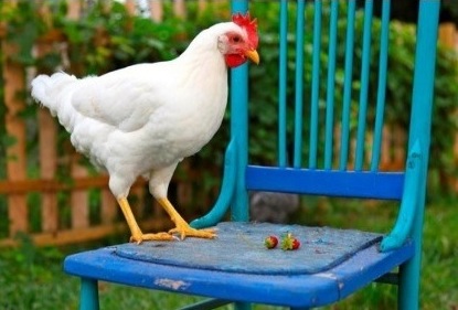 Auguri Pasqua da ARGAV