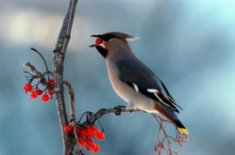 Beccofrusone con bacche di sorbo_Palma di Maiorca 2008