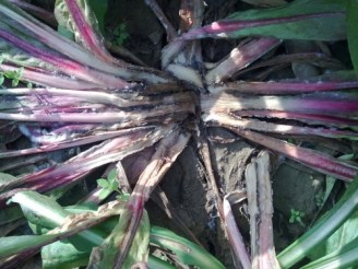 radicchio con marciume