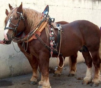 razza italiana cavallo TPR