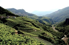 Cembra mostra Muller Thurgau vigneti terrazzati a giovo - deflorian