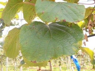 Foglia Kiwi batteriosi