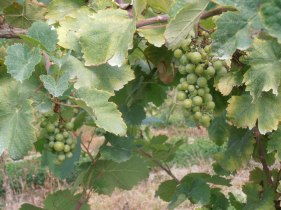 Danni-da-eccesso-di-pioggia_asfissia-radicale_Prosecco-Doc