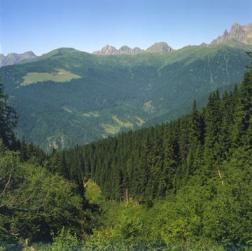 Nasce-in-Trentino-Mountfor-un-centro-di-studio-per-le-foreste-montane_large