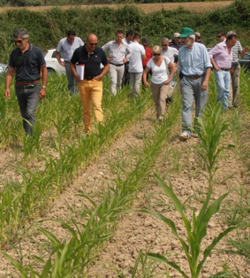 Perizia-collegiale_eccesso-di-pioggia-Mais