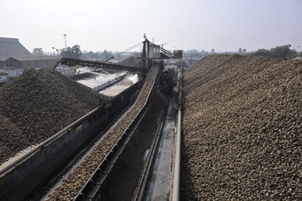 Zuccherificio Pontelongo