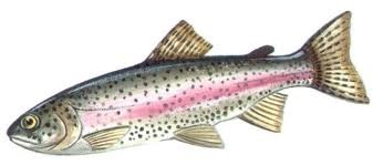 trota iridea Trentino