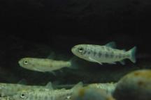 Nasce-il-consorzio-trentino-di-piscicoltura_large