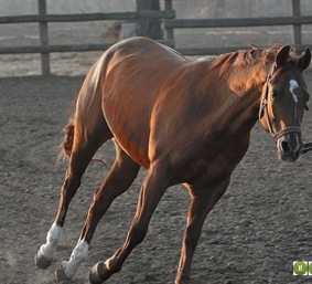 Pet therapy benessere animale