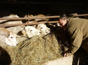 Andrea Mazzaro allevatore razza Piemonte