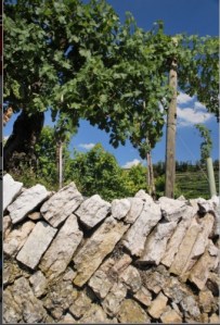 terrazzamenti vitati in Valpolicella