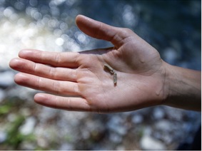 Mostra-la-Piave-dettaglio
