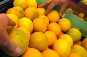 Agrumi malattia macchia nera