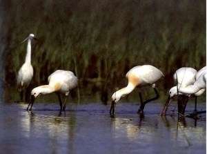 foto Parco Delta del Po Veneto