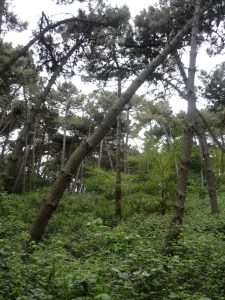 Particolare Pini Marittimo Giardino Botanico Porto Caleri