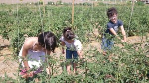 Famiglia raccoglie verdure Ortodidattico