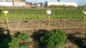 Lattuga gentile_cappuccina_cipollotti_ rapanelli_rucola