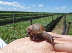 chiocciola al vivaio