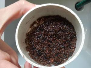 Drosophila raccolta in una settimana nella trappola in campagna