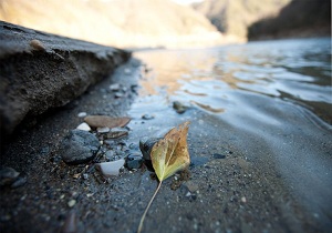 foglia_pioggia_miriam_rossignoli_flickr